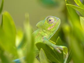 Convertible bonds are bouncing back