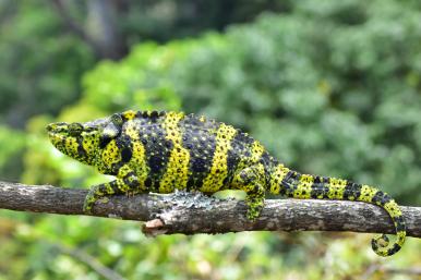 chameleon, tanzanina