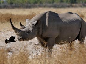 Weltbank lanciert Wildtieranleihe «Rhino Bond»  als erste Emission dieser Art